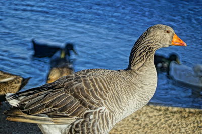 Close-up of bird in water