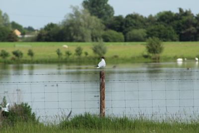 Bird perching on field against sky