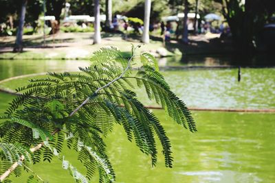 Close-up of fresh green plants in water