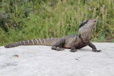 Close-up of lizard on land