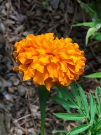 Close-up of yellow flowers blooming outdoors