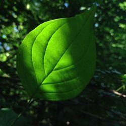 Close-up of leaves