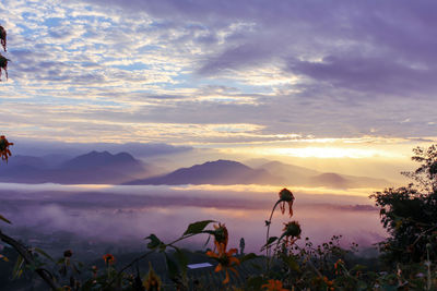 Silhouette plants on land against sky during sunset