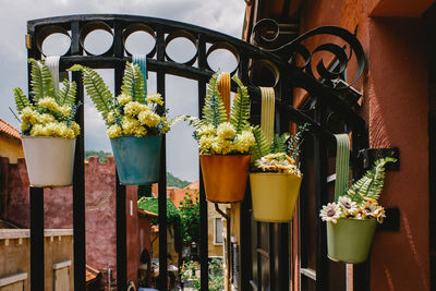 Potted plants on metal railing