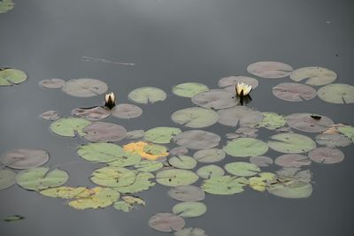 Swan swimming in lake