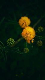 Close-up of yellow dandelion flower