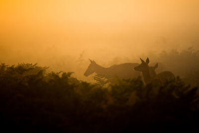 Silhouette of fallow deer in bushy park during sunrise