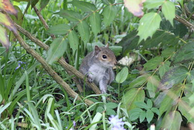 Close-up of a squirrel on tree