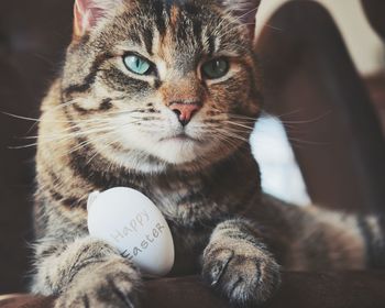 Close-up of a cat looking away