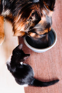 High angle view of dog with kitten eating food at home