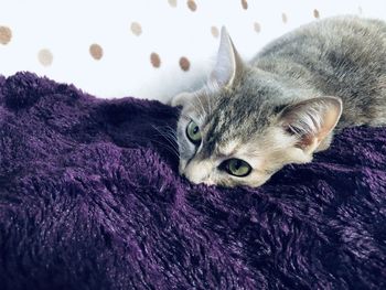 Close-up of a cat resting on bed