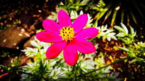 Close-up of pink flower blooming outdoors