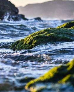 Close-up of moss covered rocks on sea