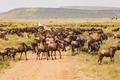 Zebra and wildebeest standing on field