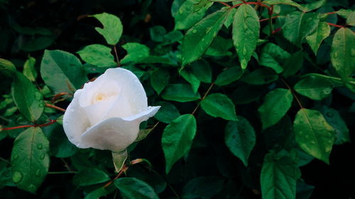 Close-up of white flowers