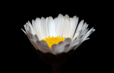 Close-up of white flower against black background