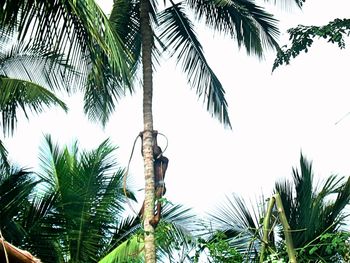 Low angle view of palm trees against sky