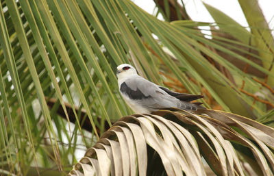 Close-up of bird perching on plant