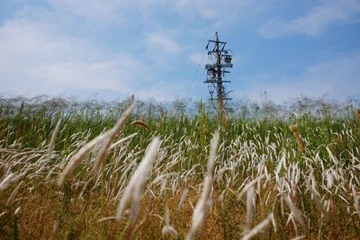 Crops growing on field against sky