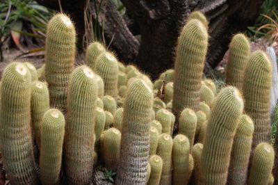 Full frame shot of succulent plant