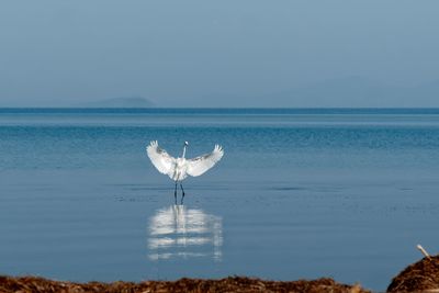 Bird flying over sea against sky