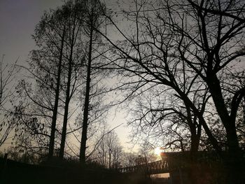 Silhouette of bare trees at sunset