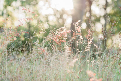 Close-up of flowering plants on field