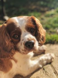 Portrait of puppy laying in the sunshine