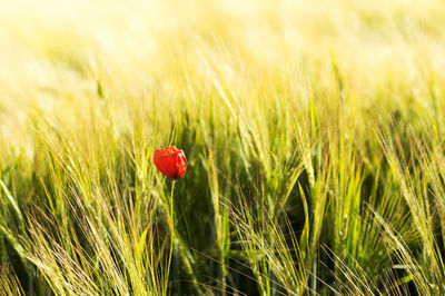 Close-up of red flowers in field