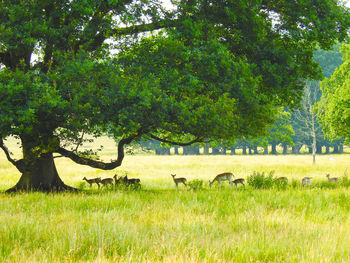 View of trees on field