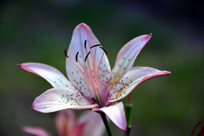 Close-up of purple lily blooming outdoors
