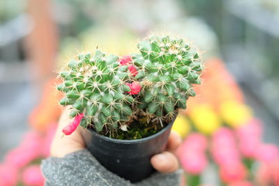 Cropped hand of woman holding cactus plant