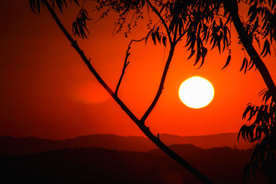 Silhouette tree against orange sky