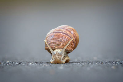 Surface level of snail on ground