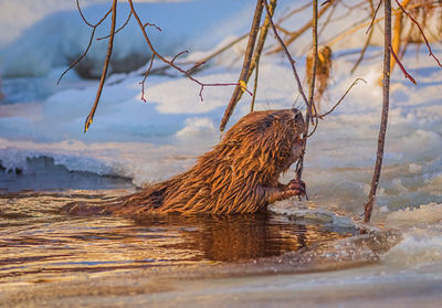 Close-up of squirrel