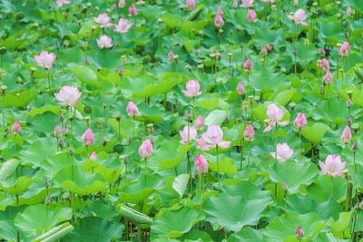 Close-up of pink flowering plants