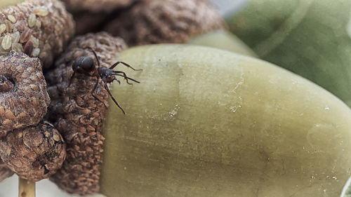 Close-up of ant on fruit