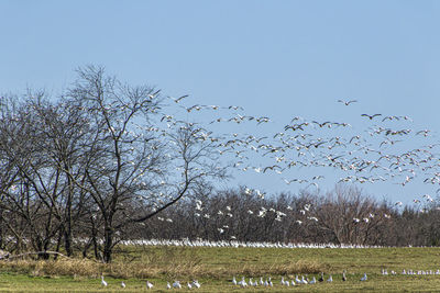 large group of animals