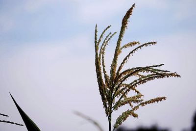 Close-up of plant against sky