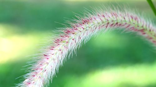 Close-up of fresh green plant