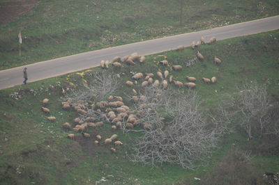 High angle view of sheep on field