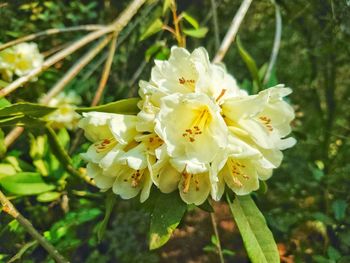 Close-up of white flowering plant