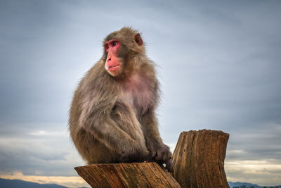 Monkey looking away while sitting on wood against sky