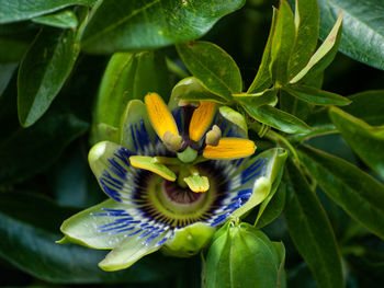 Close-up of purple flowering plant