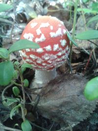 Close-up of fly agaric mushroom on field