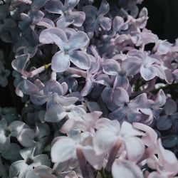 Close-up of flowers