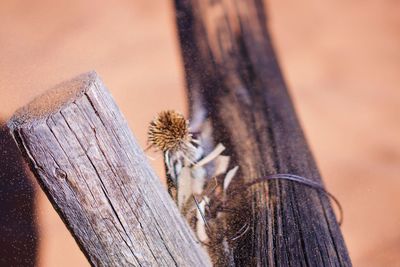 Close-up of dry leaf on wood