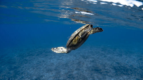 View of turtle swimming in sea