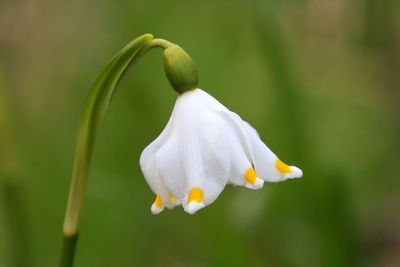 Close-up of white flowering plant