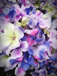Close-up of fresh hydrangeas blooming outdoors